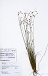 Bulbostylis hispidula