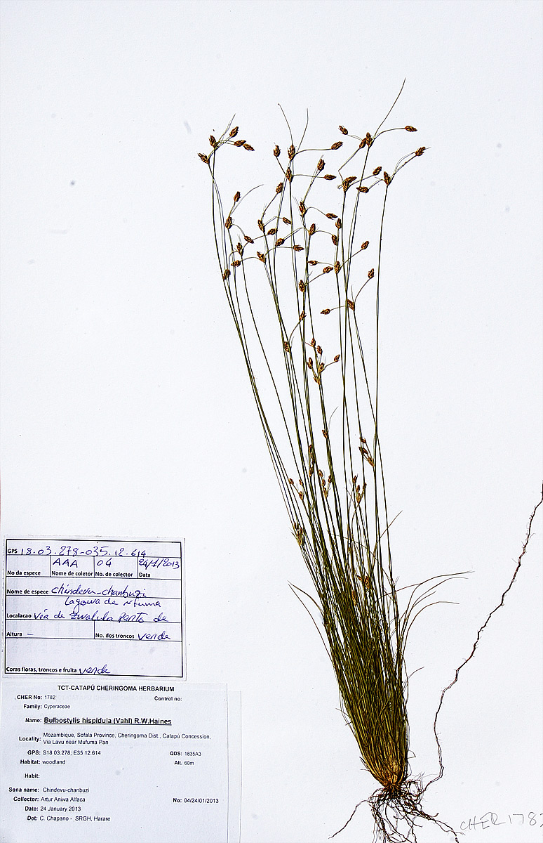 Bulbostylis hispidula
