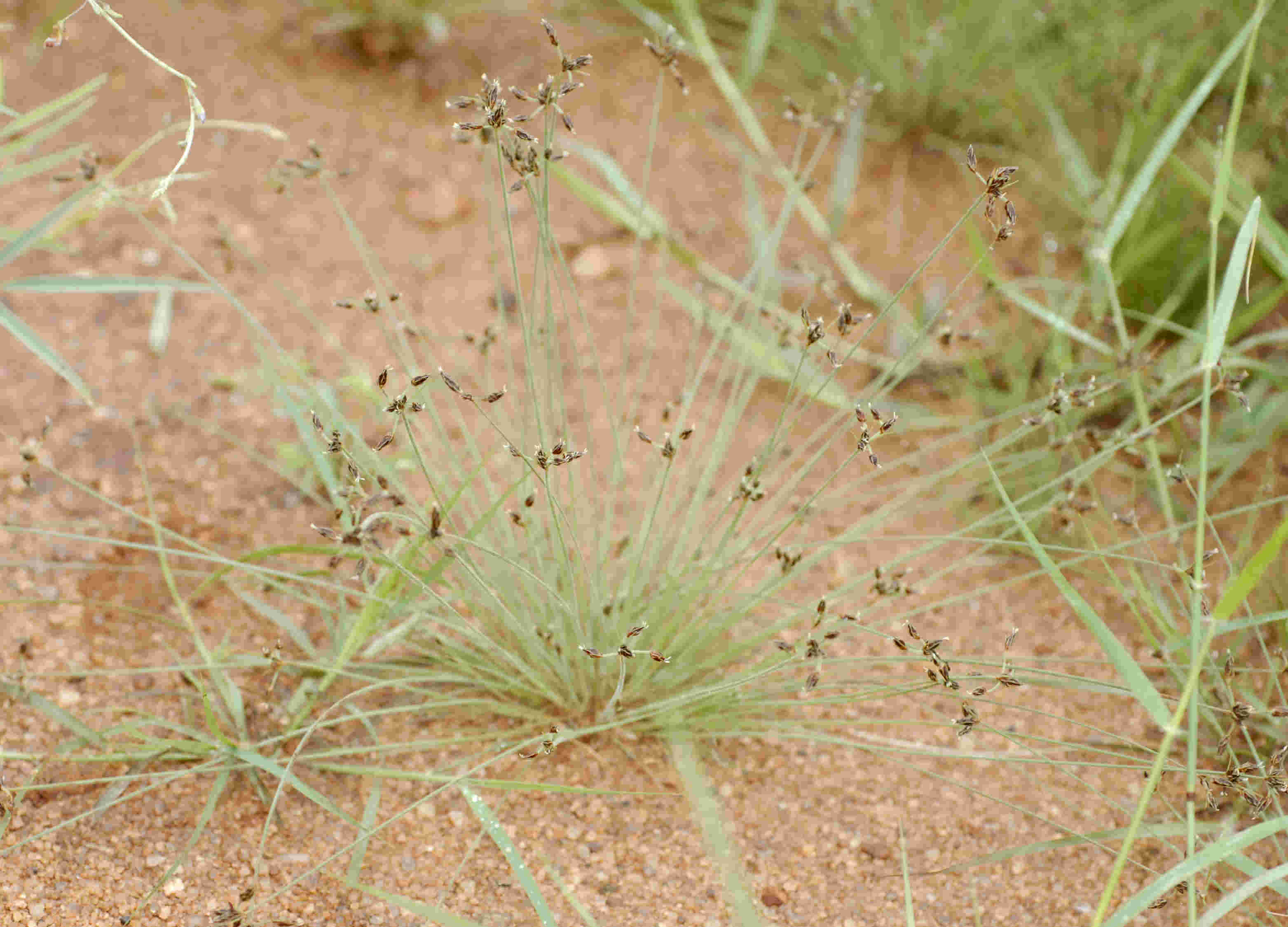 Bulbostylis hispidula Bulbostylis hispidula
