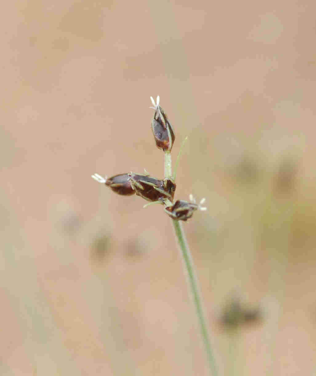 Bulbostylis hispidula