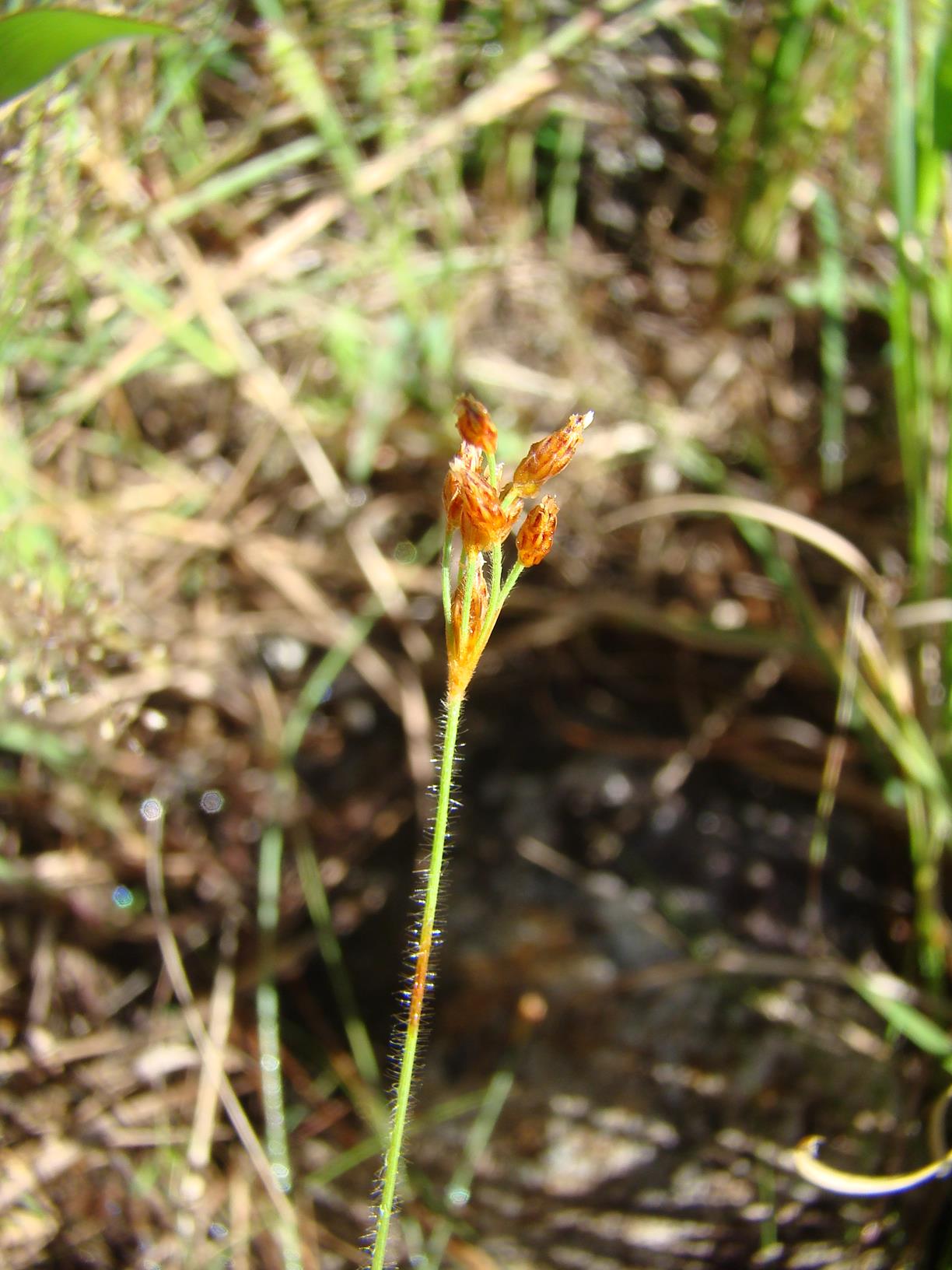 Bulbostylis hispidula