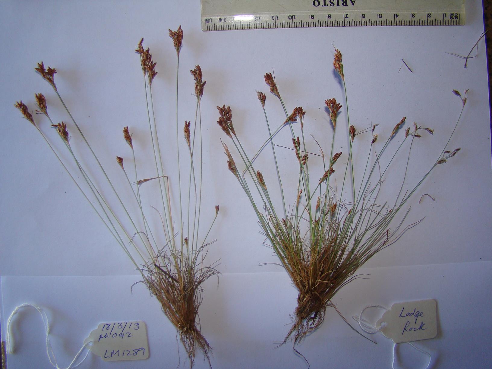 Bulbostylis hispidula Bulbostylis hispidula