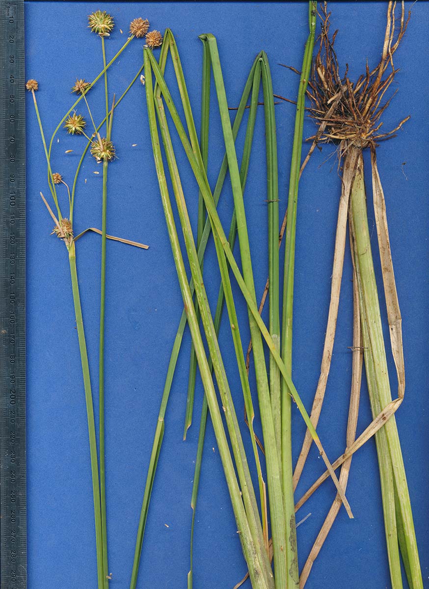 Rhynchospora holoschoenoides