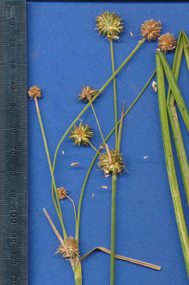 Rhynchospora holoschoenoides