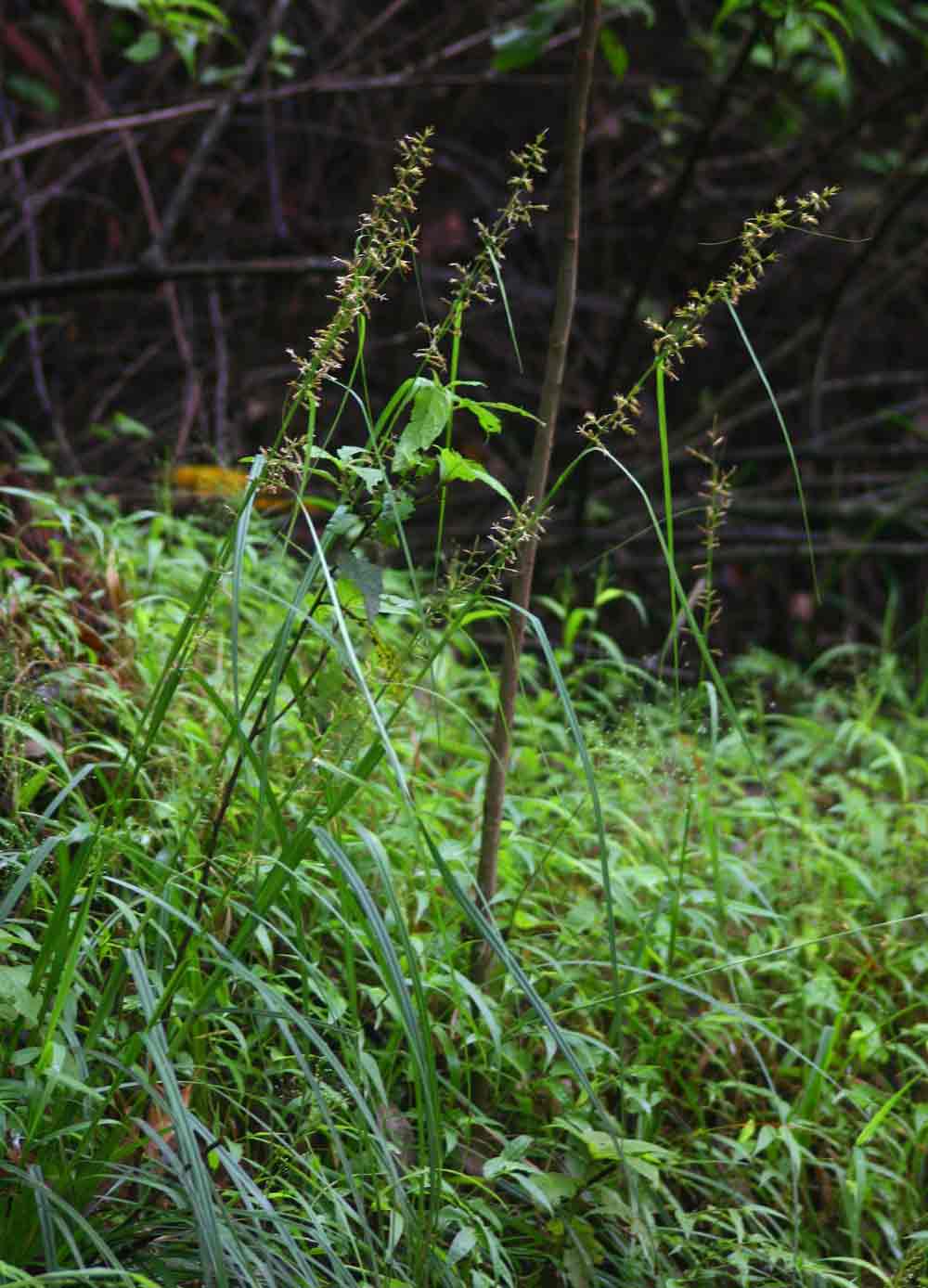 Carex spicato-paniculata Carex spicato-paniculata