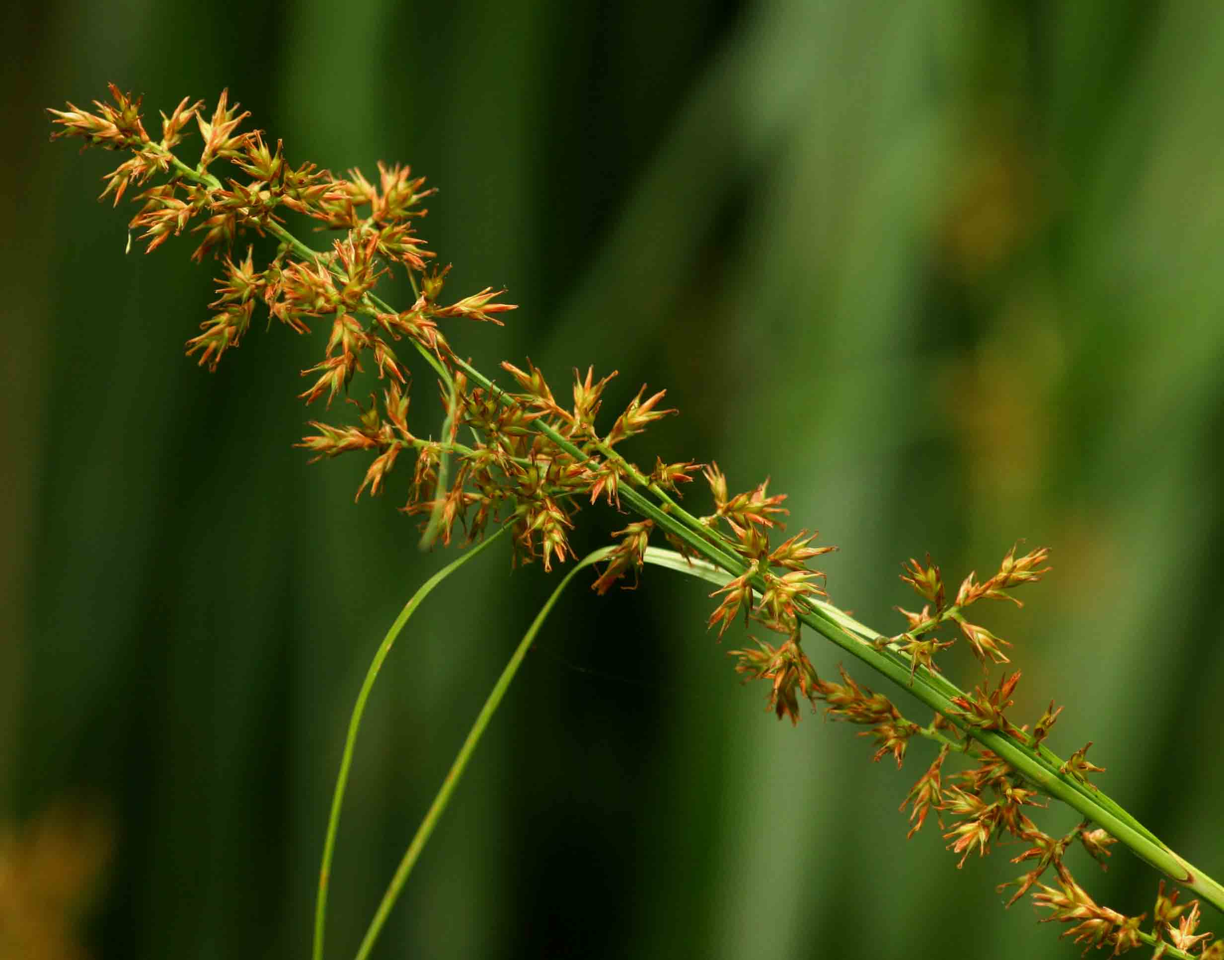 Carex spicato-paniculata Carex spicato-paniculata