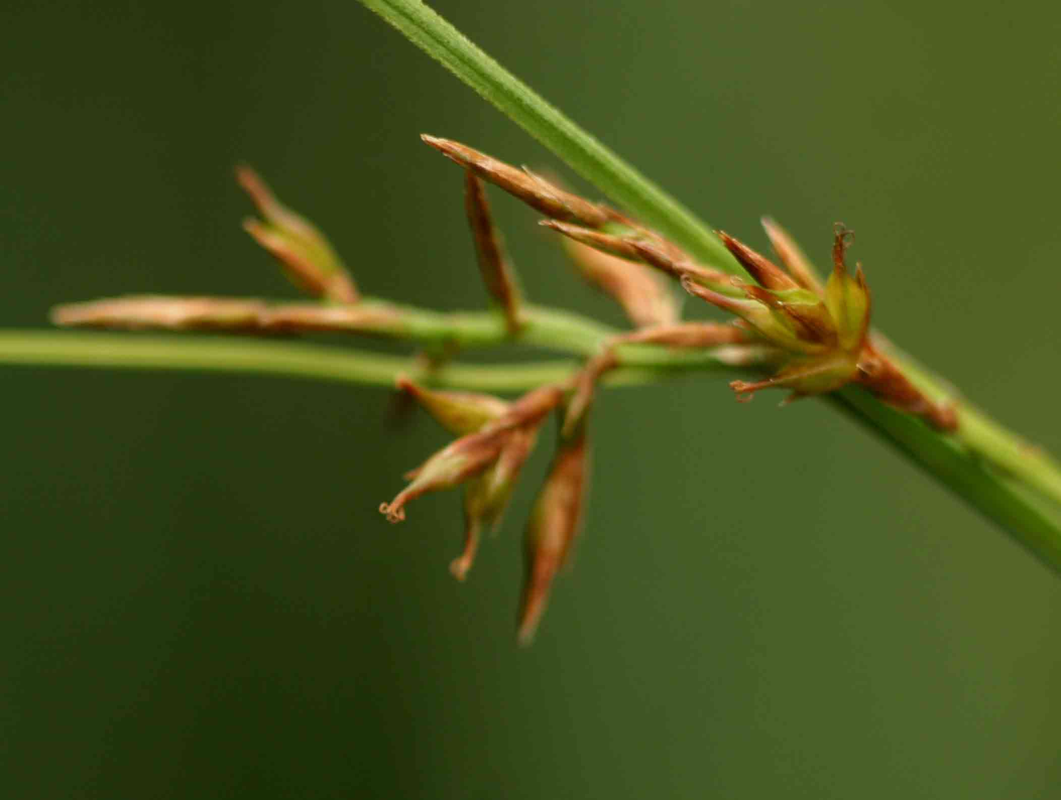 Carex spicato-paniculata Carex spicato-paniculata