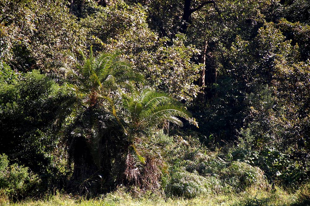 Phoenix reclinata Phoenix reclinata