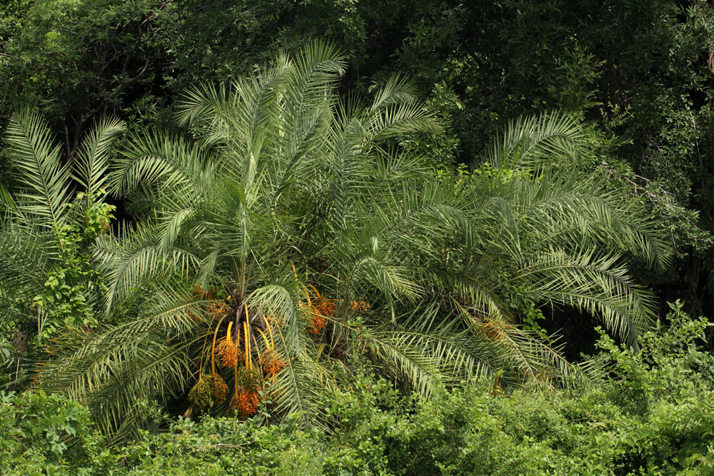 Phoenix reclinata Phoenix reclinata