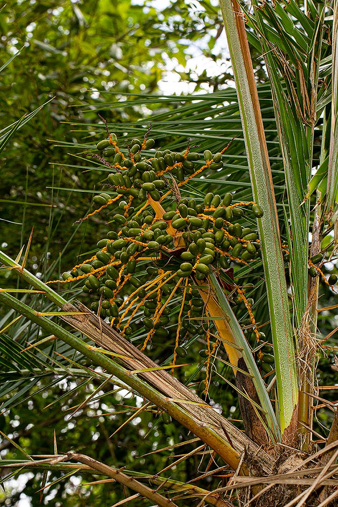 Phoenix reclinata Phoenix reclinata