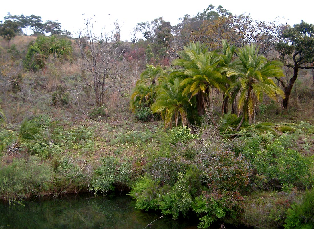 Phoenix reclinata Phoenix reclinata