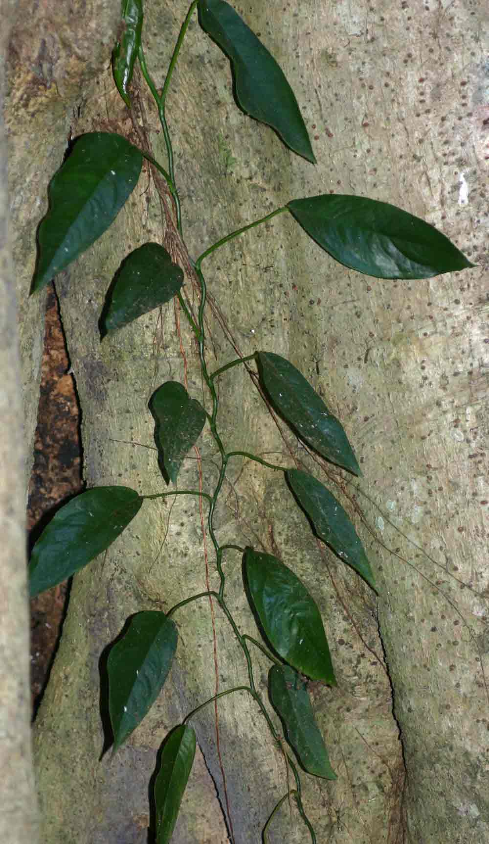 Culcasia falcifolia Culcasia falcifolia