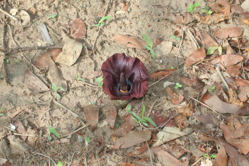 Amorphophallus abyssinicus subsp. unyikae