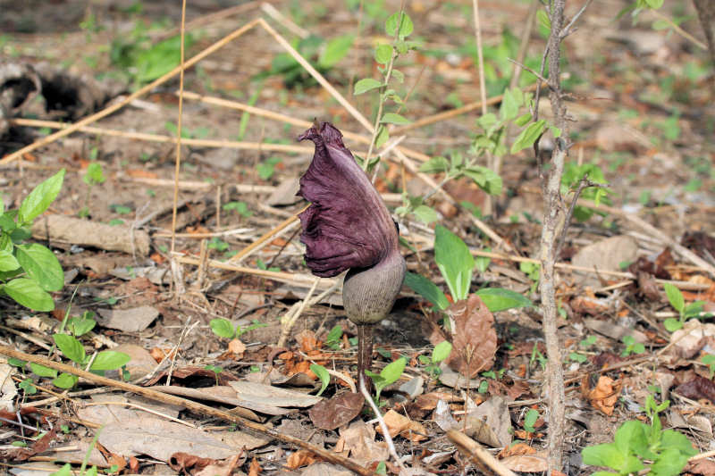 Amorphophallus abyssinicus subsp. unyikae