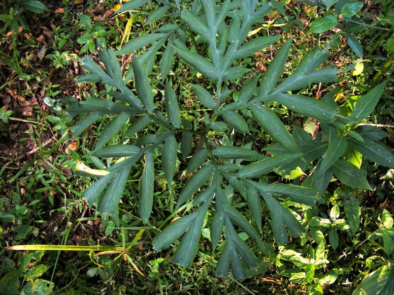 Amorphophallus abyssinicus subsp. unyikae