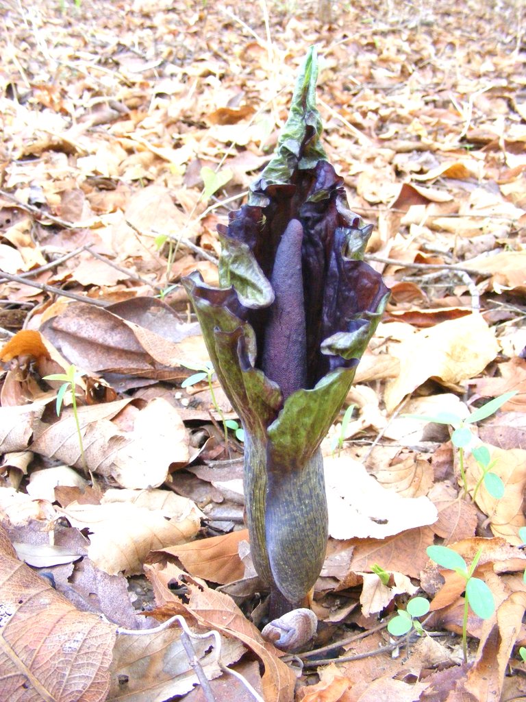 Amorphophallus abyssinicus subsp. unyikae