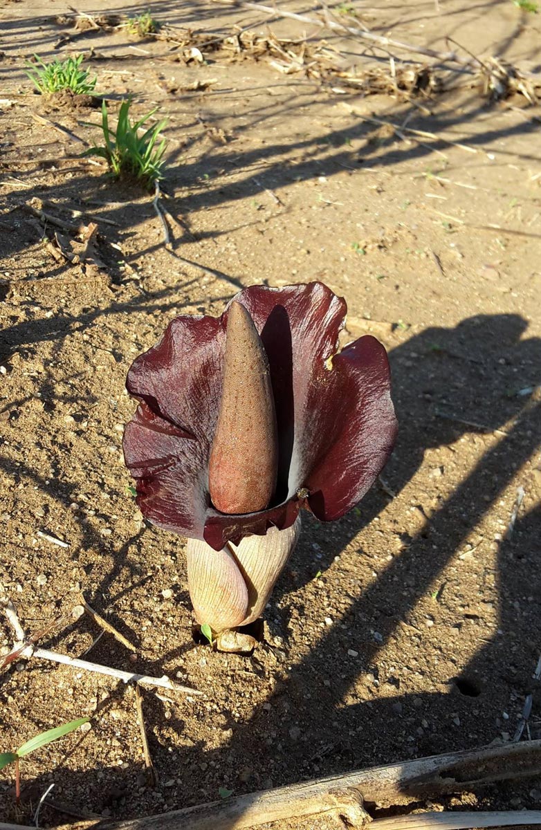 Amorphophallus abyssinicus subsp. unyikae