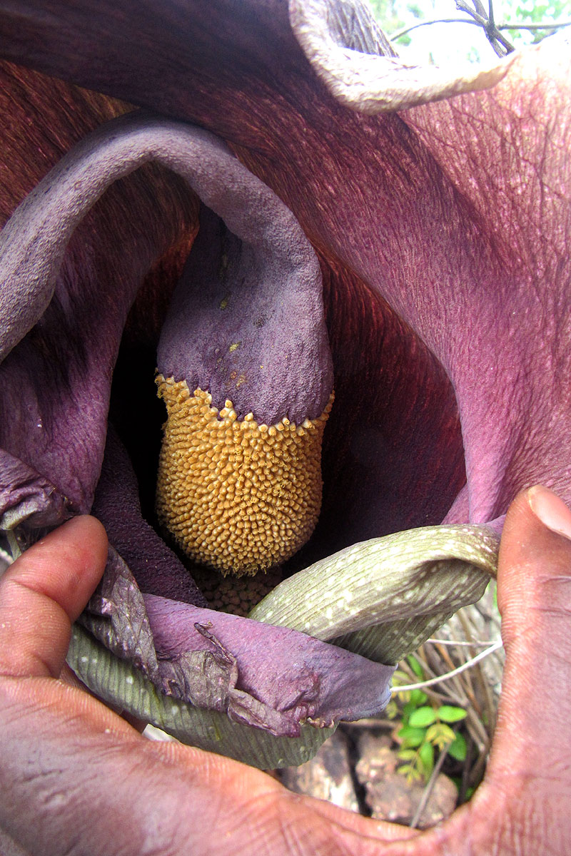 Amorphophallus maximus subsp. fischeri Amorphophallus maximus subsp. fischeri
