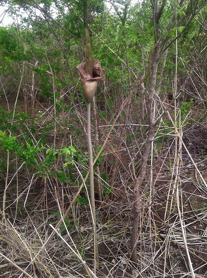 Amorphophallus maximus subsp. fischeri