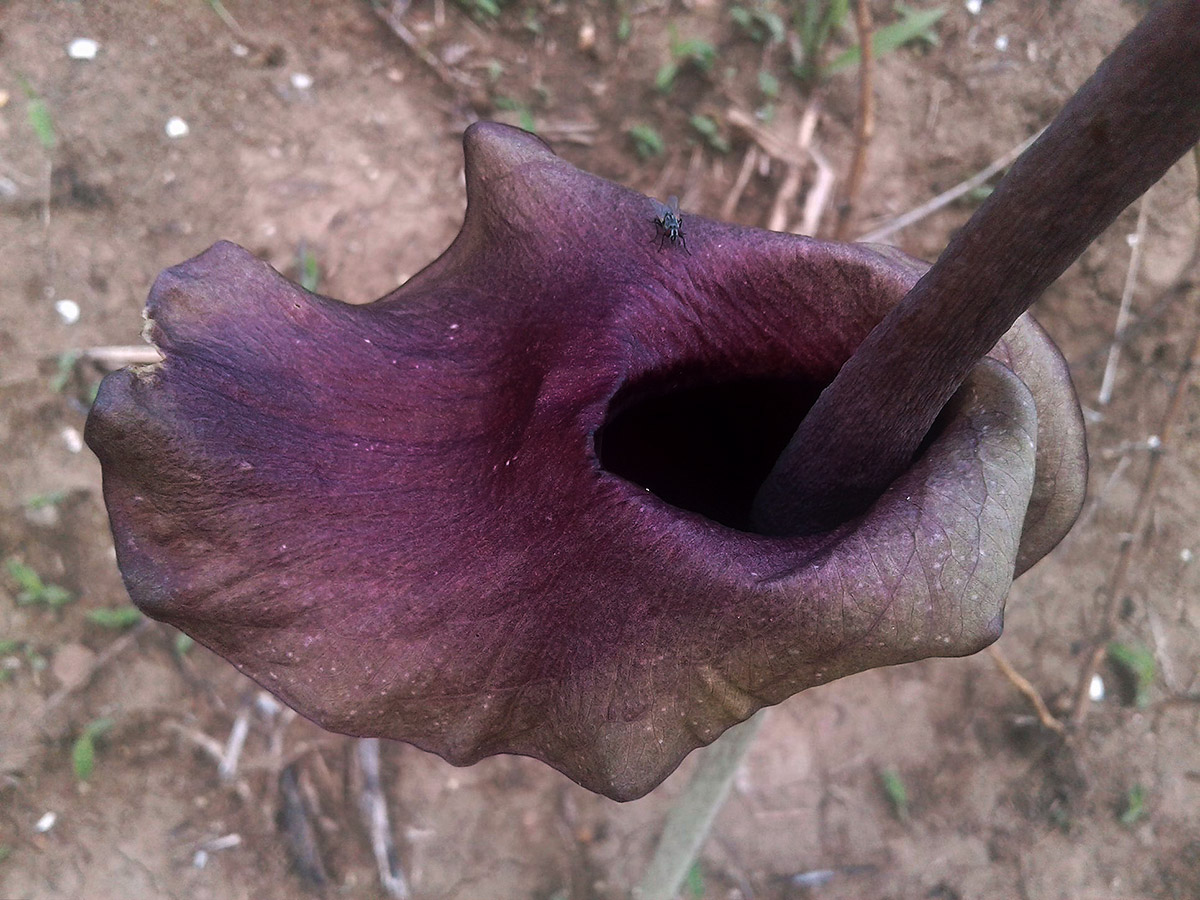 Amorphophallus maximus subsp. fischeri