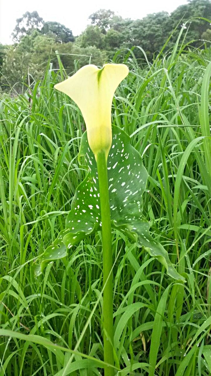 Zantedeschia albomaculata subsp. albomaculata Zantedeschia albomaculata subsp. albomaculata