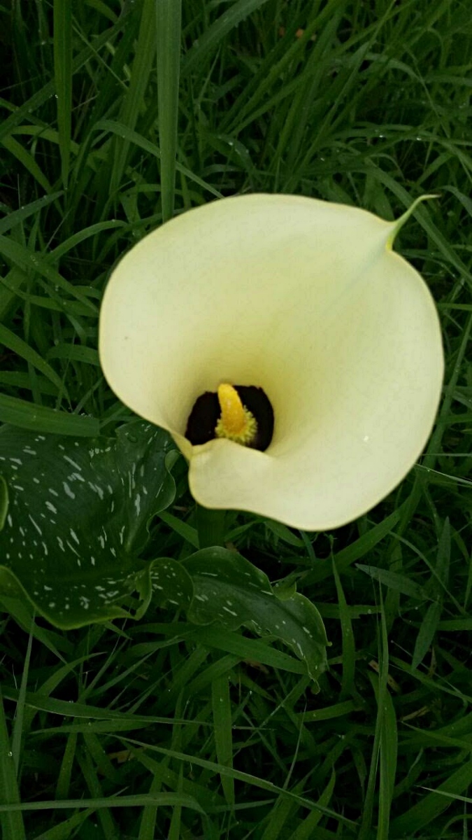 Zantedeschia albomaculata subsp. albomaculata