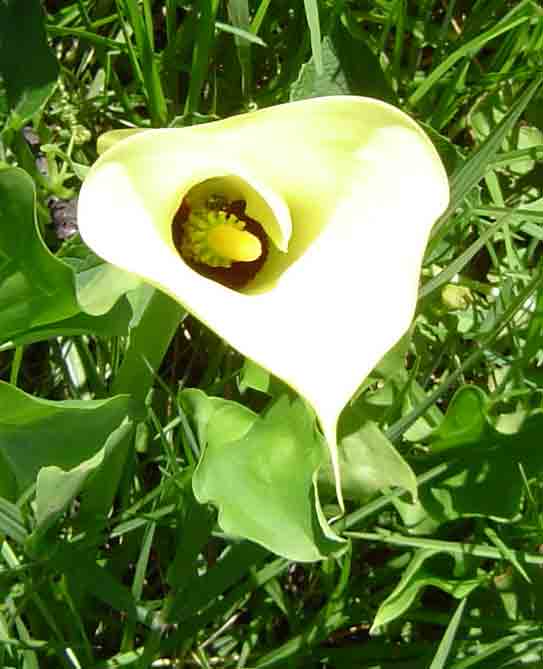 Zantedeschia albomaculata subsp. albomaculata Zantedeschia albomaculata subsp. albomaculata