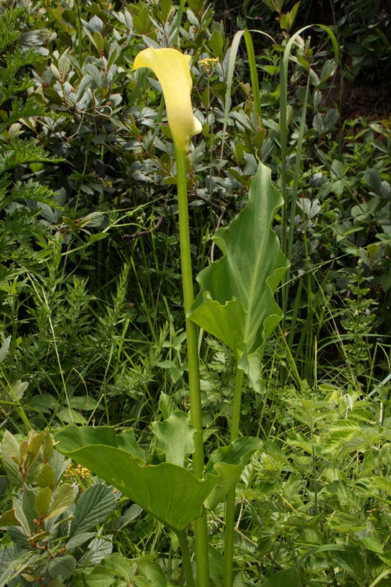 Zantedeschia albomaculata subsp. albomaculata Zantedeschia albomaculata subsp. albomaculata