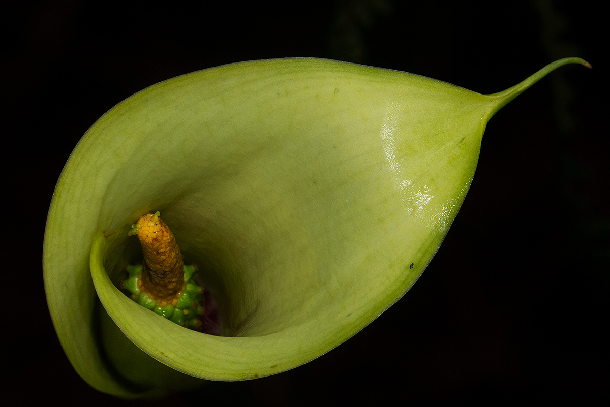 Zantedeschia albomaculata subsp. albomaculata Zantedeschia albomaculata subsp. albomaculata