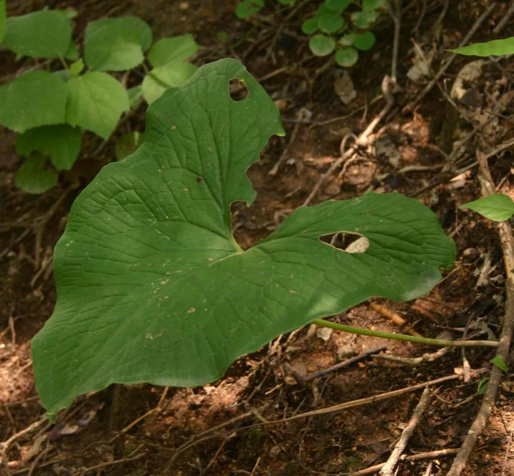 Stylochaeton puberulus