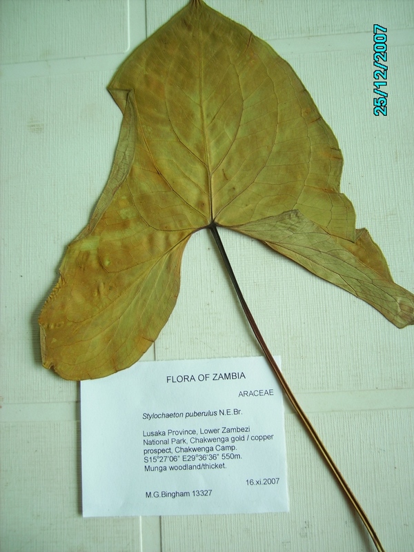 Stylochaeton puberulus