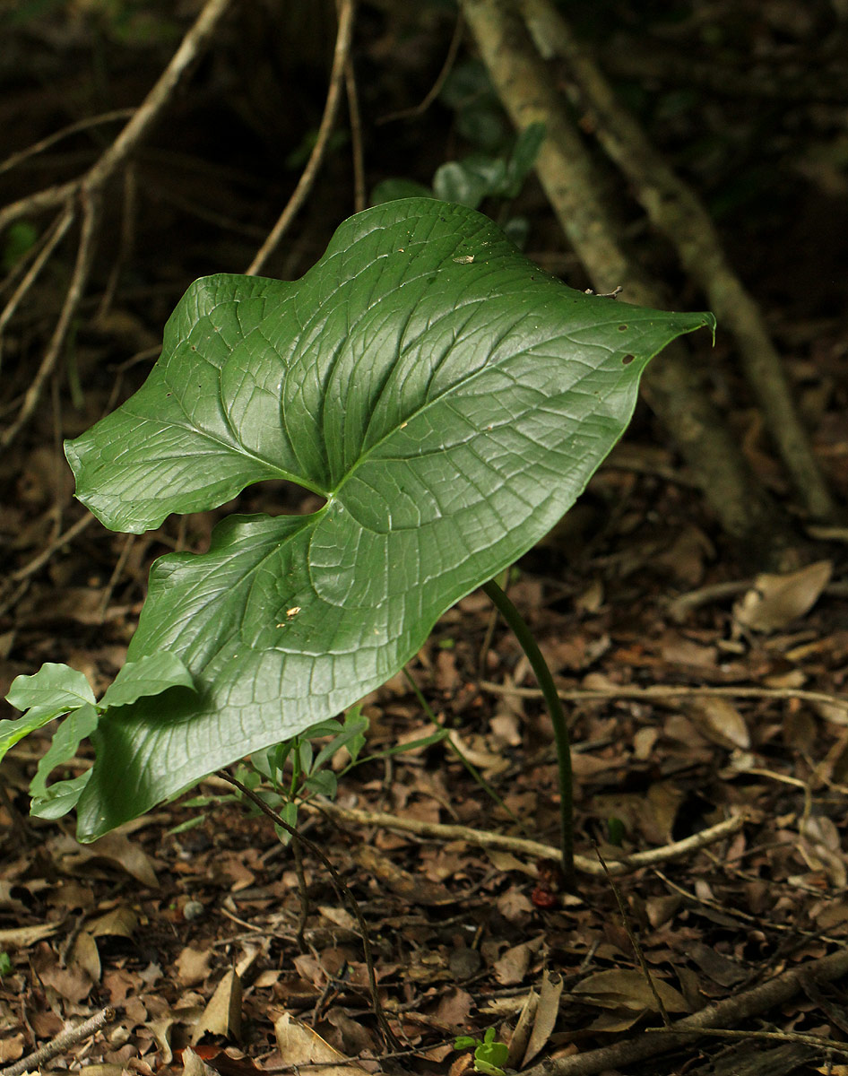 Stylochaeton puberulus