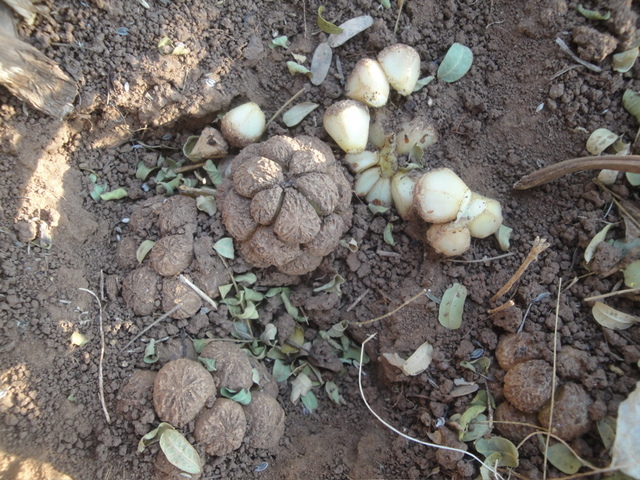 Stylochaeton puberulus