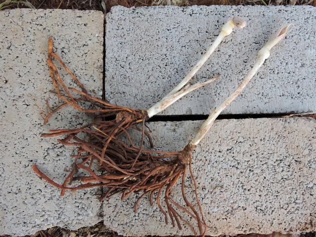 Stylochaeton puberulus