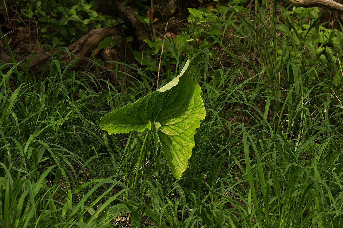Stylochaeton puberulus
