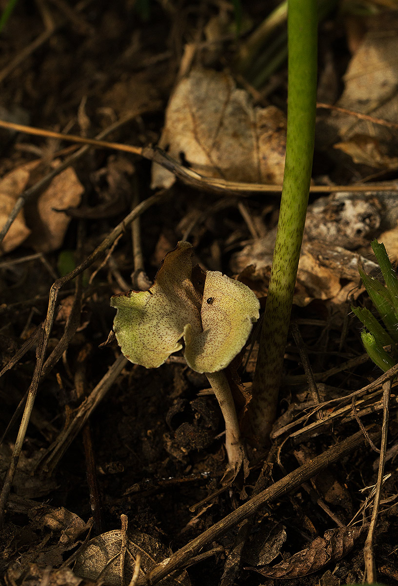 Stylochaeton puberulus