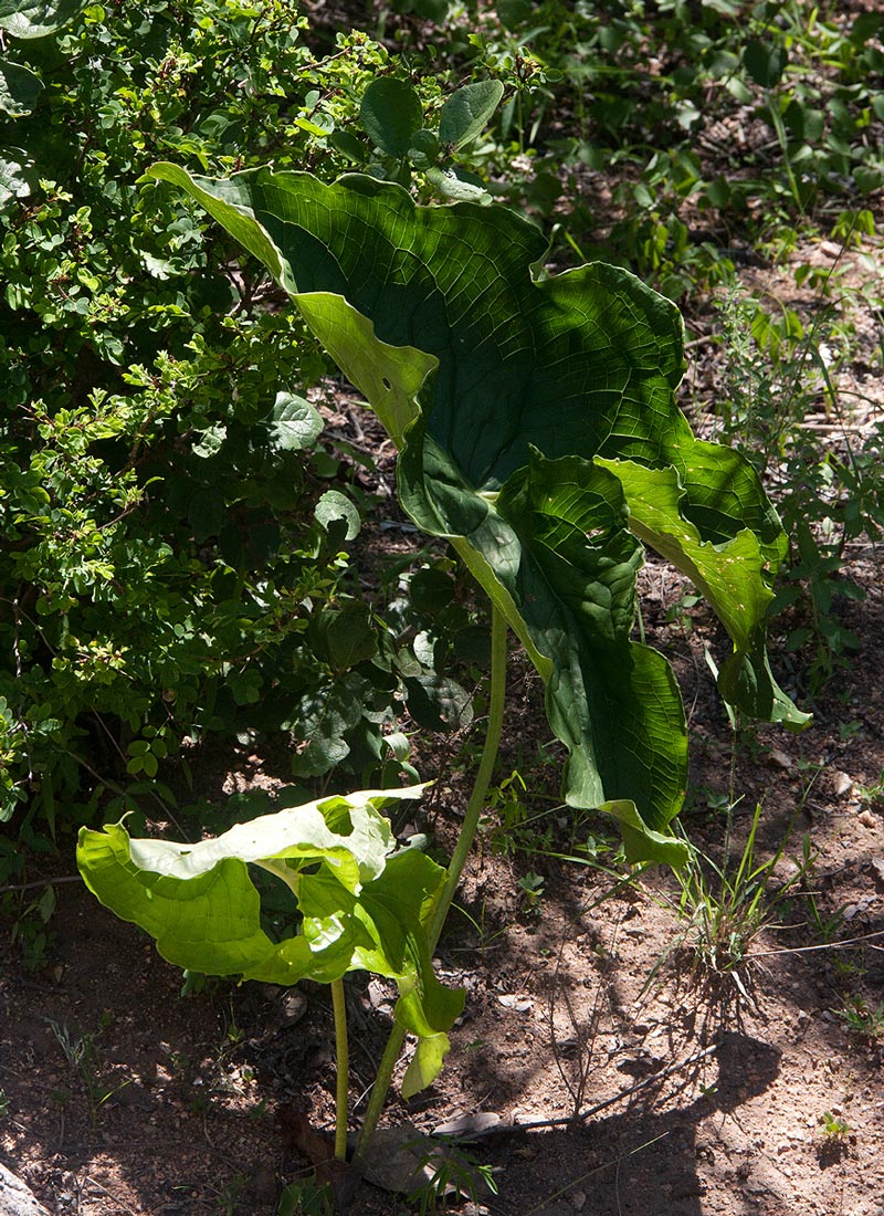 Stylochaeton puberulus