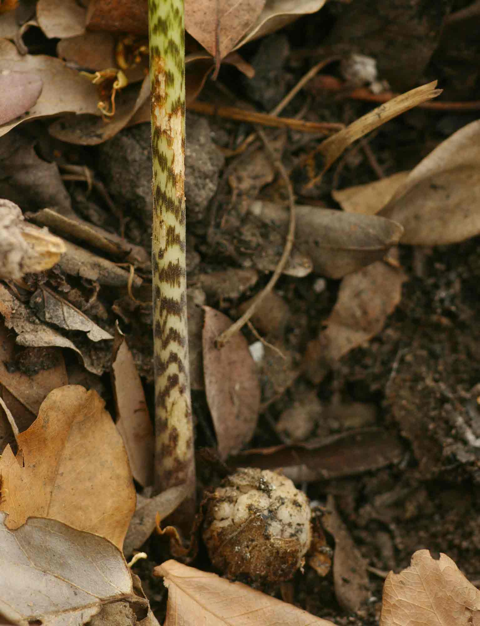 Stylochaeton puberulus