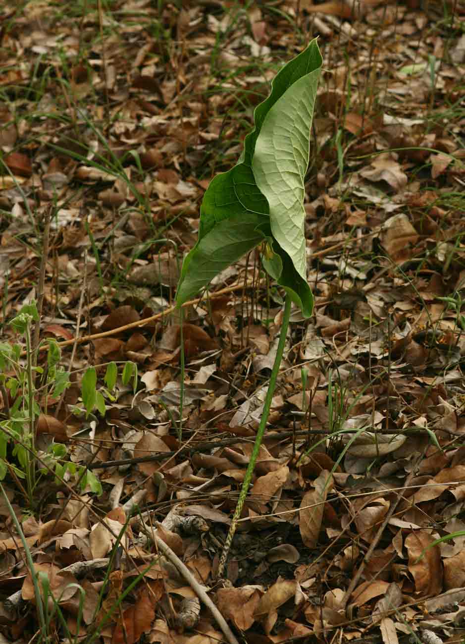 Stylochaeton puberulus