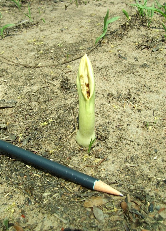 Stylochaeton puberulus