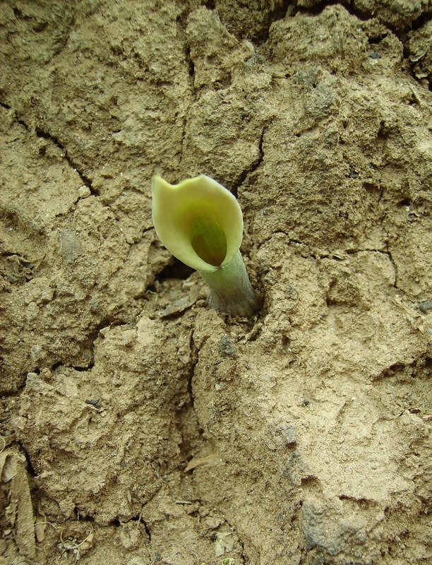 Stylochaeton puberulus