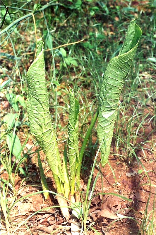 Stylochaeton puberulus