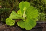 Pistia stratiotes