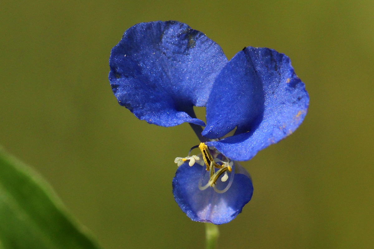 Commelina diffusa subsp. diffusa Commelina diffusa subsp. diffusa
