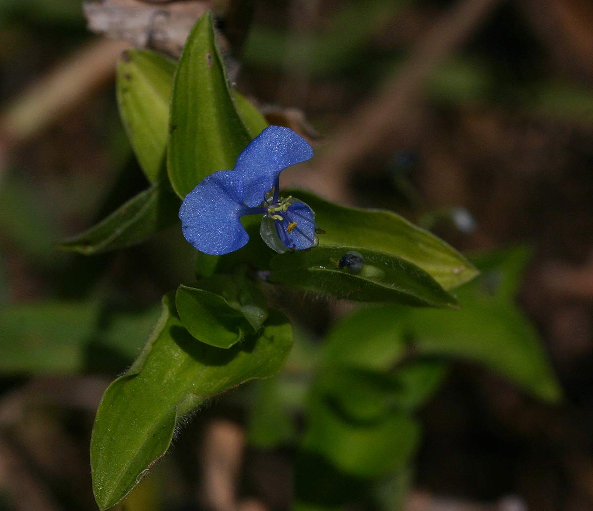 Commelina diffusa subsp. diffusa Commelina diffusa subsp. diffusa