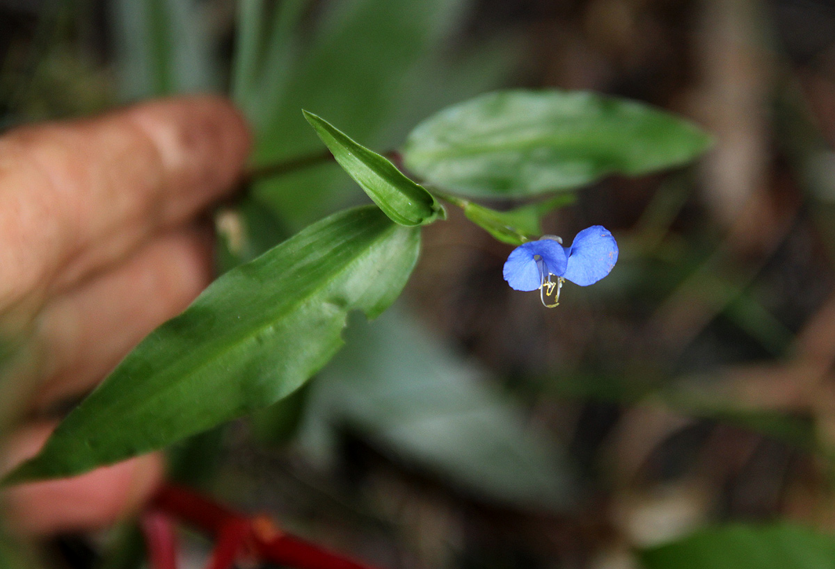 Commelina diffusa subsp. diffusa Commelina diffusa subsp. diffusa