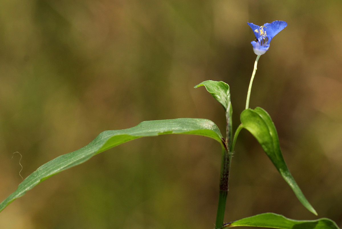 Commelina diffusa subsp. diffusa Commelina diffusa subsp. diffusa