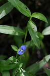 Commelina forskaolii