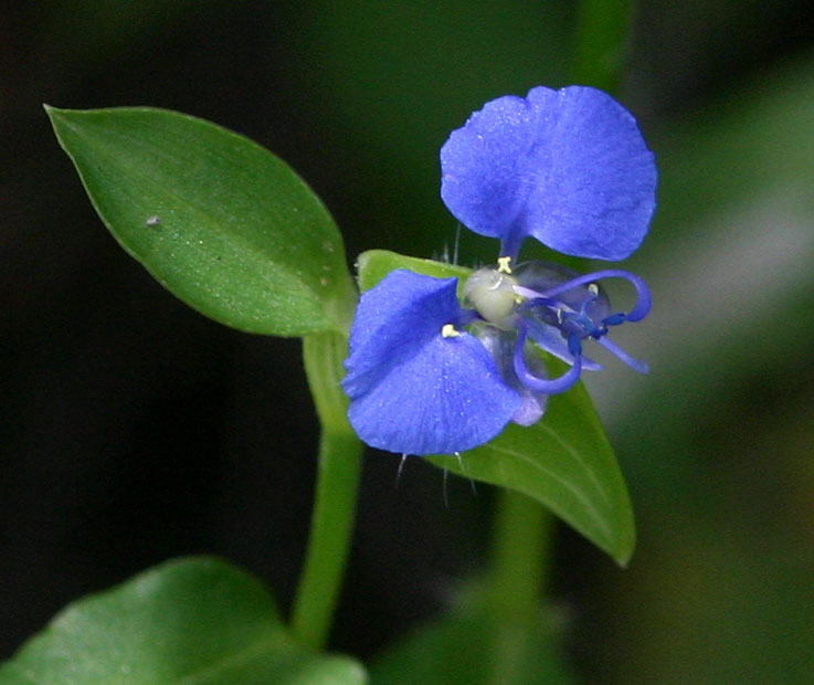 Commelina forskaolii Commelina forskaolii