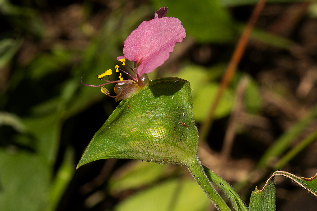Commelina neurophylla Commelina neurophylla